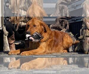 Father of the Golden Retriever puppies born on 04/08/2024