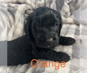 Goldendoodle Puppy for sale in NORTH BRANCH, MN, USA