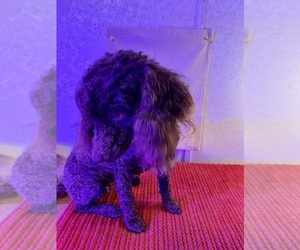 Poodle (Miniature) Puppy for sale in TILDEN, IL, USA