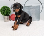Puppy Chloe Doberman Pinscher
