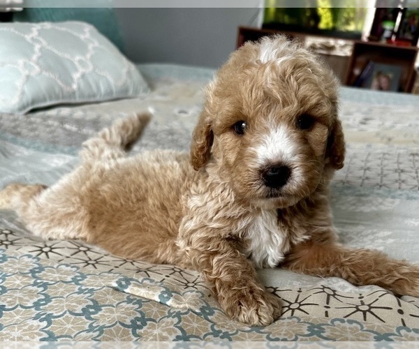 Medium Photo #8 Goldendoodle (Miniature) Puppy For Sale in PENSACOLA, FL, USA
