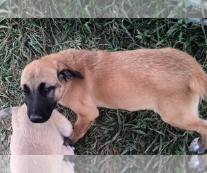 Anatolian Shepherd Puppy for sale in THORN HILL, TN, USA