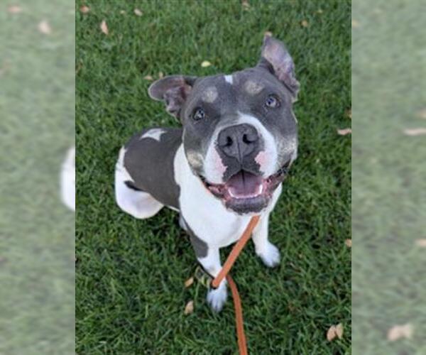 Medium Photo #2 American Pit Bull Terrier Puppy For Sale in Redlands, CA, USA