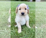 Small #2 Golden Retriever