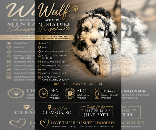 Medium Photo #1 Sheepadoodle Puppy For Sale in CLEMSON, SC, USA