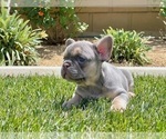 Small Photo #4 French Bulldog Puppy For Sale in BIRMINGHAM, AL, USA