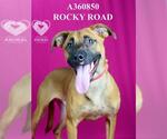Small #1 Black Mouth Cur Mix