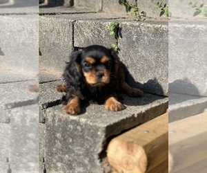 Cavalier King Charles Spaniel Puppy for sale in NILES, MI, USA