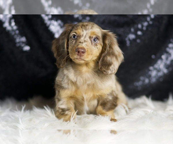 Medium Photo #1 Dachshund Puppy For Sale in WARSAW, IN, USA