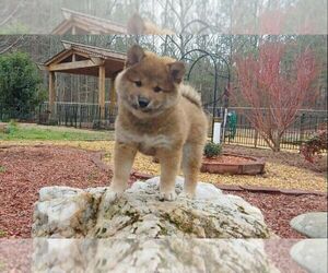 Shiba Inu Puppy for sale in FUQUAY VARINA, NC, USA