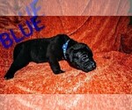 Small #4 Presa Canario