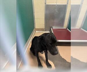 Labrador Retriever-Unknown Mix Dogs for adoption in Texas City, TX, USA