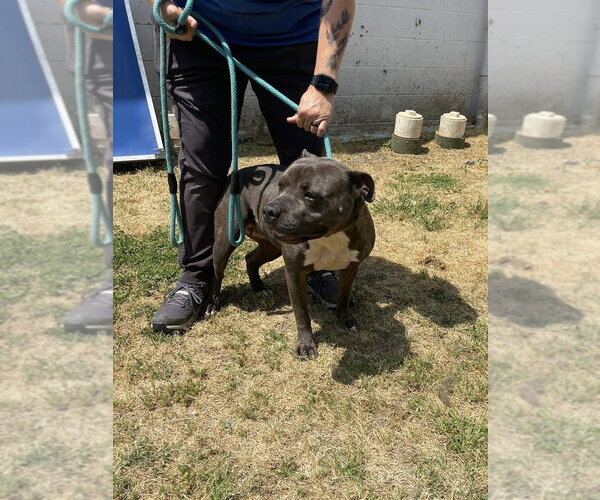 Medium Photo #4 Staffordshire Bull Terrier-Unknown Mix Puppy For Sale in Brewster, NY, USA
