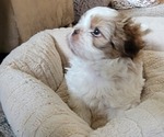 Small Shih Tzu