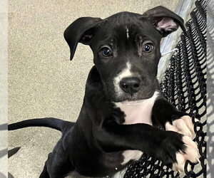 Mutt Dogs for adoption in Sterling, MA, USA