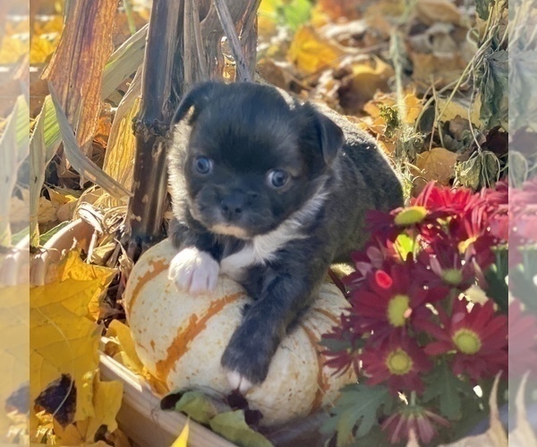 Medium Photo #4 Chihuahua Puppy For Sale in RAWSONVILLE, MI, USA