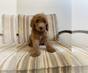 Goldendoodle (Miniature) Puppy for Sale in SAN JOSE, California USA