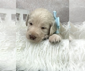 Labradoodle Puppy for Sale in MODESTO, California USA