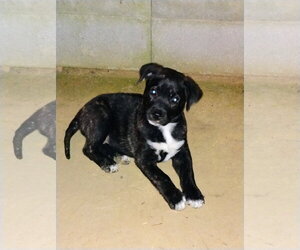 Labrador Retriever-Unknown Mix Dogs for adoption in Blairsville, GA, USA