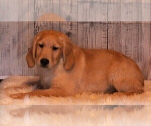 Golden Retriever Puppy for sale in FREDERICKSBURG, OH, USA