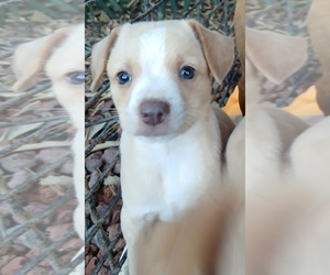 Chihuahua Dogs for adoption in STOCKTON, CA, USA