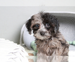 Small Photo #6 Cavapoo Puppy For Sale in MARIETTA, GA, USA