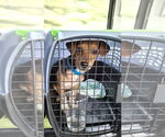 Small #27 Beagle-Chihuahua Mix