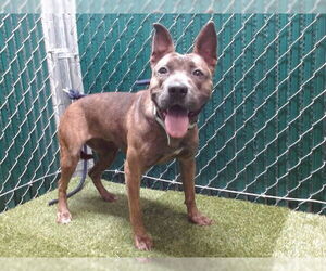 Medium American Pit Bull Terrier Mix