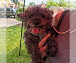 Small #1 Poodle (Miniature)