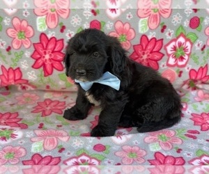 Goldendoodle (Miniature) Puppy for sale in LANCASTER, PA, USA