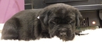 Small Photo #3 Cane Corso Puppy For Sale in WINDSOR MILL, MD, USA
