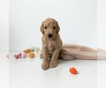Small #1 Goldendoodle