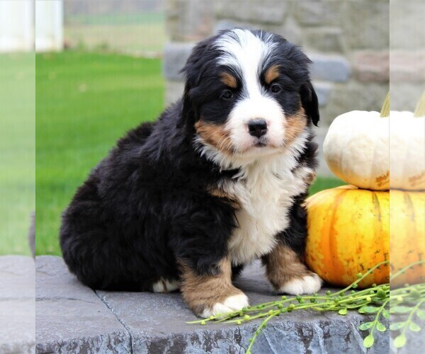 View Ad Bernese Mountain Dog Puppy for Sale near Pennsylvania, EPHRATA