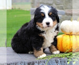 Bernese Mountain Dog Puppy for sale in EPHRATA, PA, USA