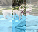 Small #14 French Bulldog