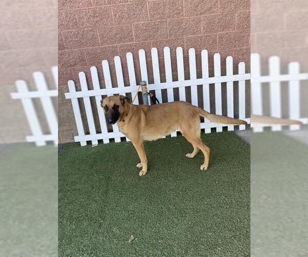 Medium Photo #1 German Shepherd Dog Puppy For Sale in Modesto, CA, USA