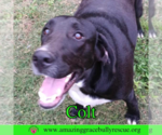 Small #3 Labrador Retriever Mix