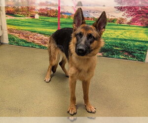 German Shepherd Dog-Unknown Mix Dogs for adoption in Moreno Valley, CA, USA