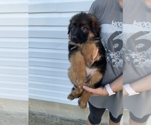 German Shepherd Dog Puppy for sale in BARBOURSVILLE, WV, USA