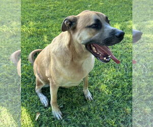 Anatolian Shepherd-Unknown Mix Dogs for adoption in Phoenix, AZ, USA