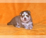 Small Photo #13 Pomsky Puppy For Sale in RAMONA, CA, USA