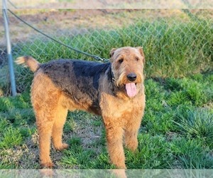 Father of the Airedale Terrier puppies born on 06/25/2022