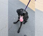 Small #4 German Shorthaired Lab