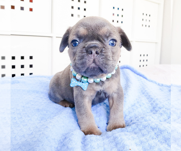 Medium Photo #10 French Bulldog Puppy For Sale in MARYSVILLE, WA, USA