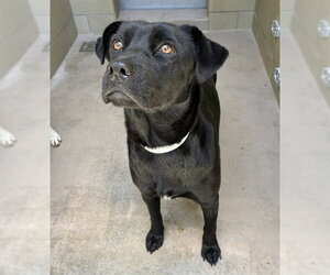 Labrador Retriever Dogs for adoption in Riverside, CA, USA