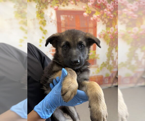 Medium Photo #1 German Shepherd Dog Puppy For Sale in San Bernardino, CA, USA