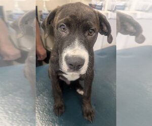 Plott Hound-Unknown Mix Dogs for adoption in Mobile, AL, USA