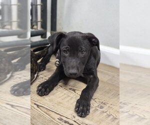 Labrador Retriever-Unknown Mix Dogs for adoption in Bolivar, MO, USA