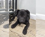 Delta - Male Labrador Retriever-Unknown Mix Dog for Adoption - Small photo