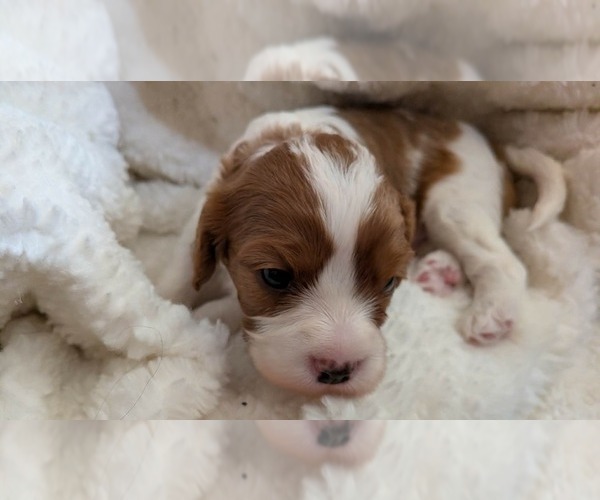Medium Photo #42 Cavapoo (Miniature) Puppy For Sale in SAINT FRANCIS, MN, USA